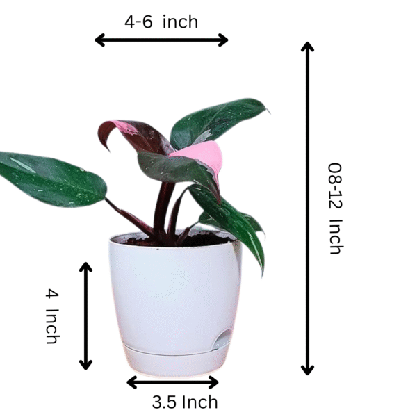 Philodendron (Philodendron Spp.) - Image 5