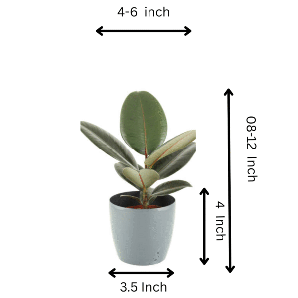 Rubber Plant (Ficus Elastica) - Image 5