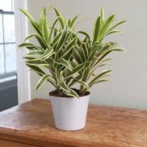 Song of India (Dracaena Reflexa)