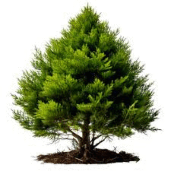 Thuja (Thuja Occidentalis) - Image 4