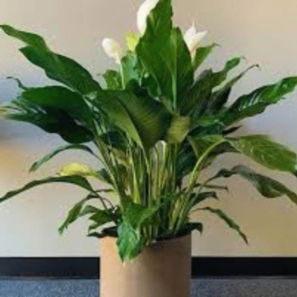White Lily Plant (Lilium Candidum) - Image 3