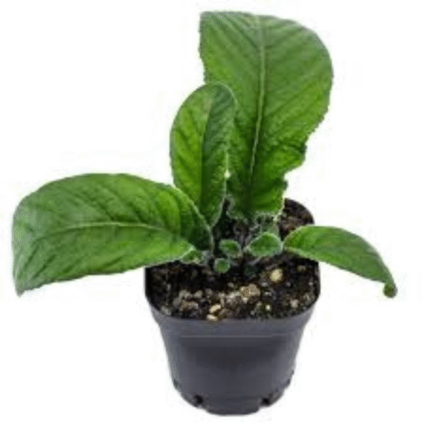 Cape Primrose (Streptocarpus) - Image 5
