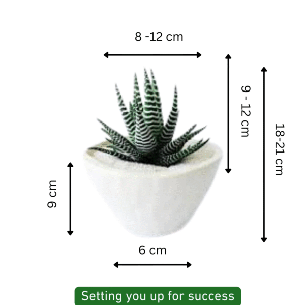 Zebra Cactus (Haworthia) - Image 5