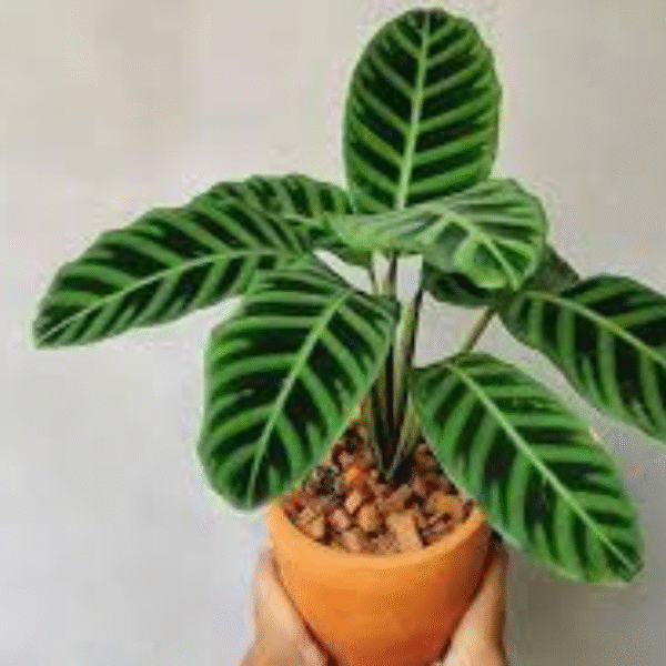 Zabrina (Calathea-Zebra Plant) - Image 4