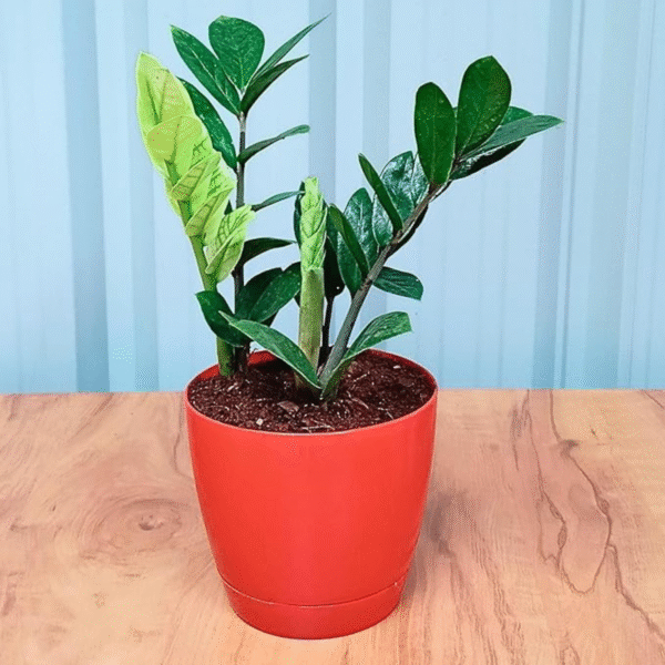 Zamia (Zamioculcas Zamiifolia)–ZZ Plant - Image 4