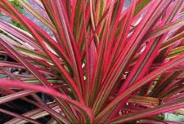 Chloroma (Red) - Image 4