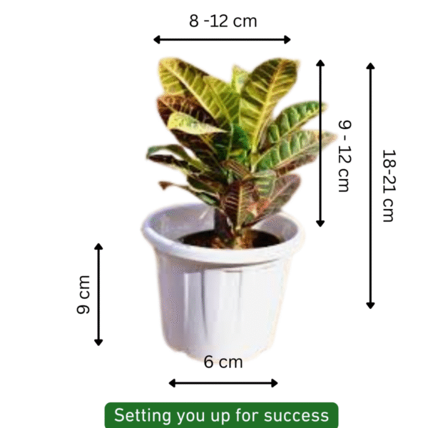 CrotonPetra (Codiaeum Variegatum) - Image 6