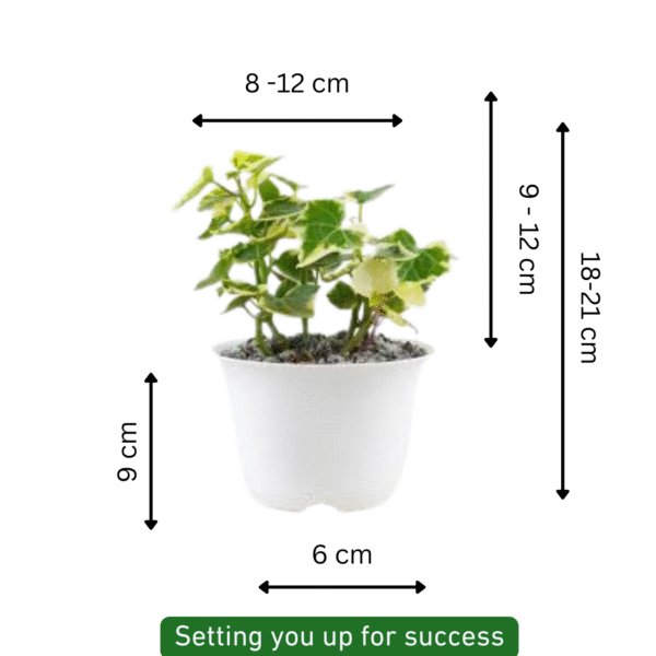 English Ivy (Hedera Helix) - Image 6