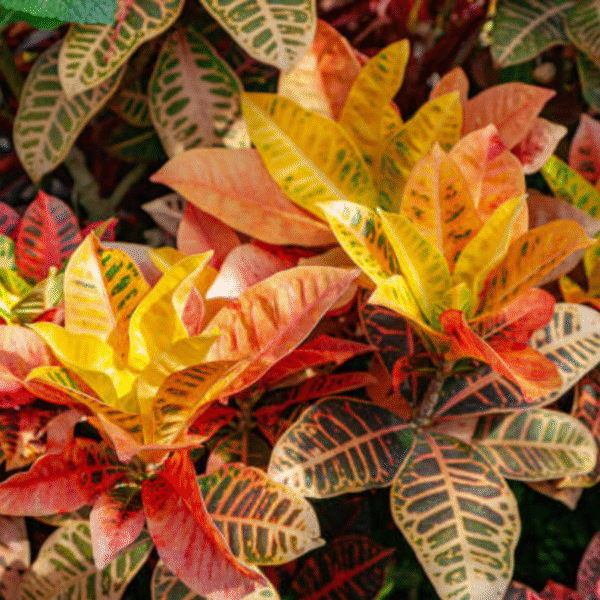 CrotonPetra (Codiaeum Variegatum) - Image 3