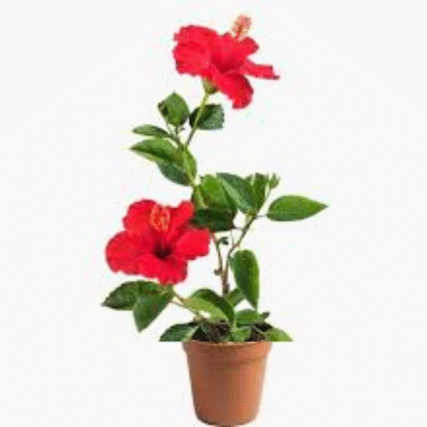 Gudhal Plant (Hibiscus Plant) - Image 3