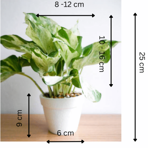 N'Joy Pothos (Epipremnum Aureum) - Image 6