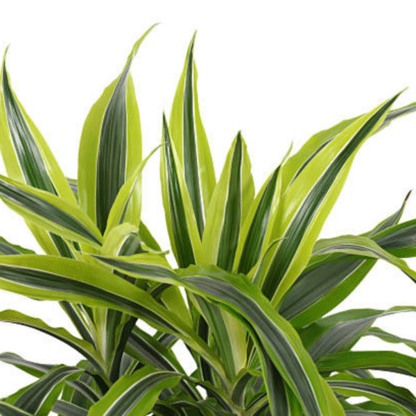 Song of Jamaica(Dracaena Reflexa) - Image 5