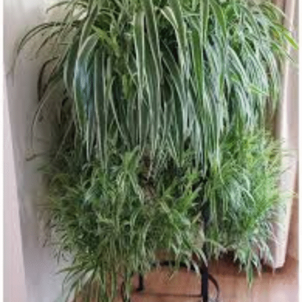 Spider Plant(Chlorophytum Comosum) - Image 6