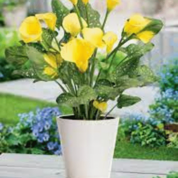 Yellow Lily (Lilium Spp.) - Image 6