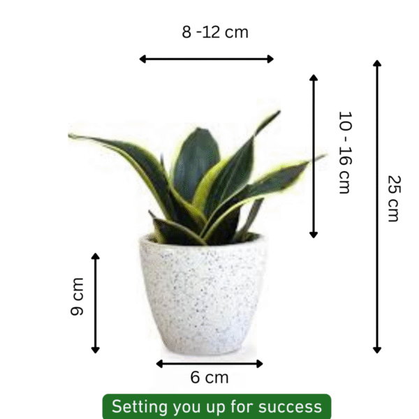 Golden, Nest , Snake Plant - Image 5