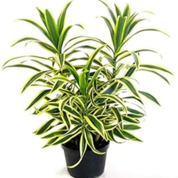 Song of India (Dracaena Reflexa) - Image 3