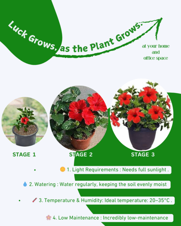 Gudhal Plant (Hibiscus Plant) - Image 6