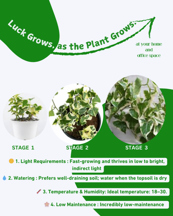 English Ivy (Hedera Helix) - Image 7