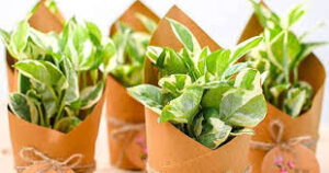 Money Plant Set of 30