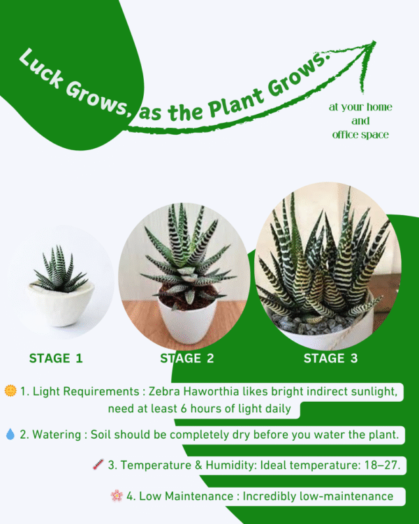 Zebra Cactus (Haworthia) - Image 7