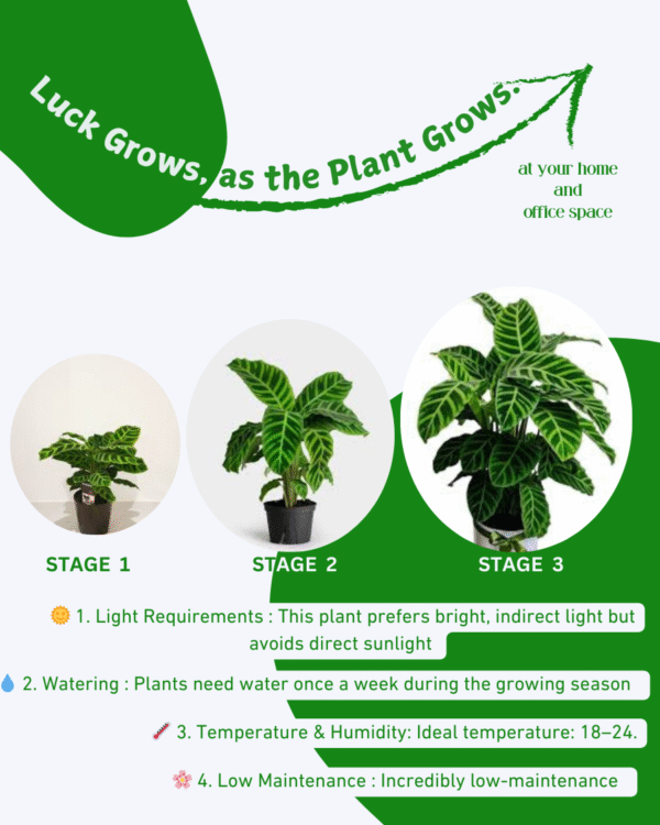 Zabrina (Calathea-Zebra Plant) - Image 6