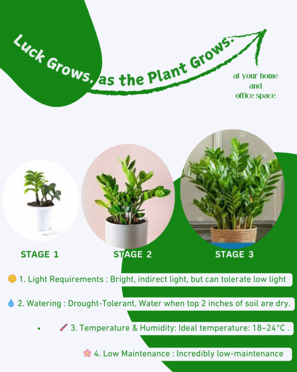 Zamia (Zamioculcas Zamiifolia)–ZZ Plant - Image 5