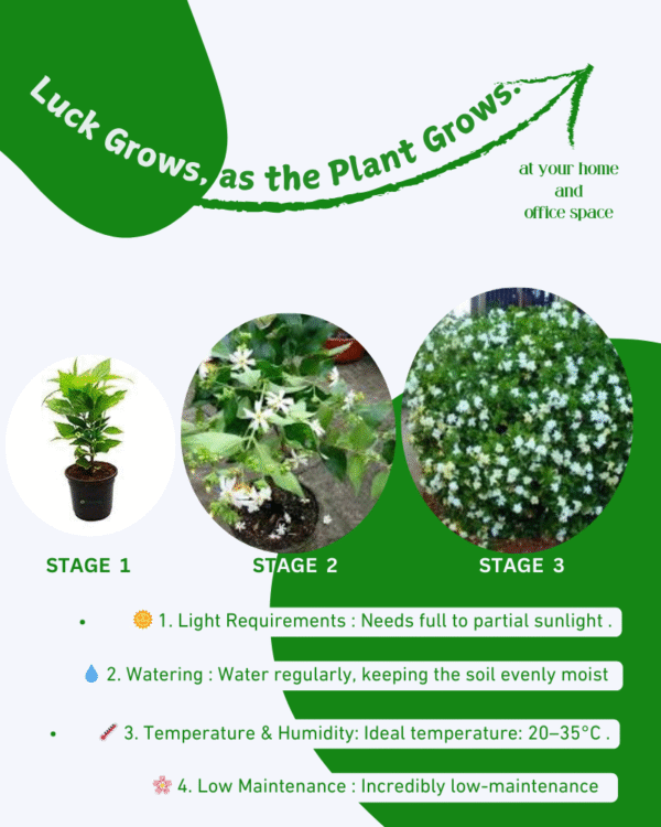 Harshingar (Parijat Plant) - Image 6