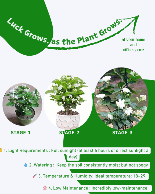 Jasmine Plant (Chameli/Mogra) - Image 6