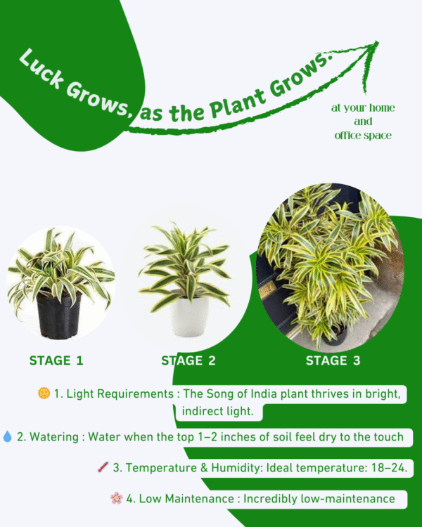 Song of India (Dracaena Reflexa) - Image 6