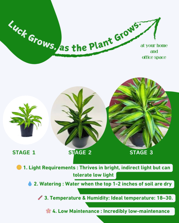 Song of Jamaica(Dracaena Reflexa) - Image 6