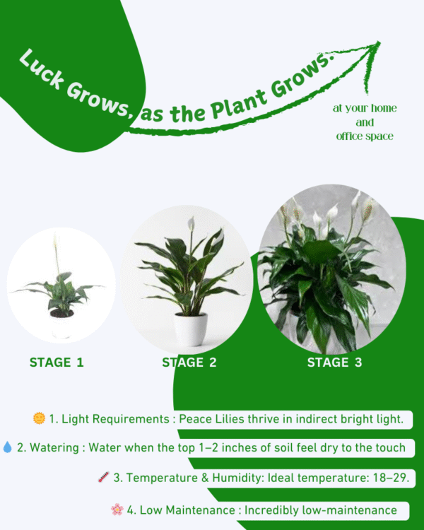 White Lily Plant (Lilium Candidum) - Image 6