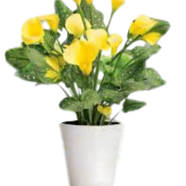 Yellow Lily (Lilium Spp.) - Image 2