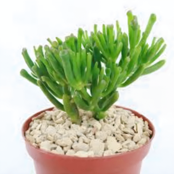 Jade Plant -(Fingure Crassula) - Image 3