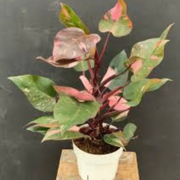 Philodendron (Philodendron Spp.) - Image 2