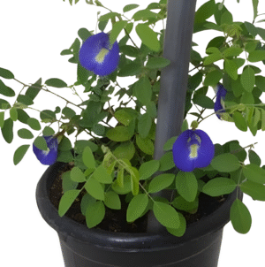 Blue Aparajita (Clitoria Ternatea)