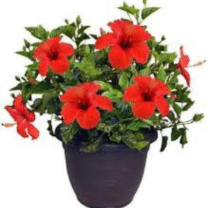 Gudhal Plant (Hibiscus Plant)