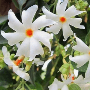 Harshingar (Parijat Plant)