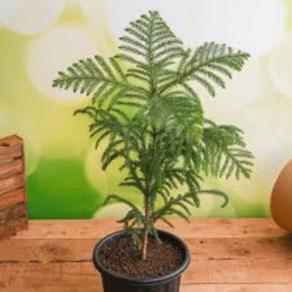 Christmas Tree (Pine Tree) - Image 2