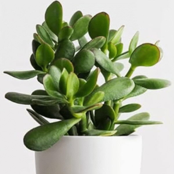 Jade Plant (Crassula Ovata-Green) - Image 5