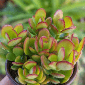 Jade Plant -(Crassula Ovata)