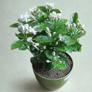 Jasmine Plant (Chameli/Mogra)