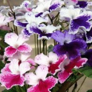 Cape Primrose (Streptocarpus)