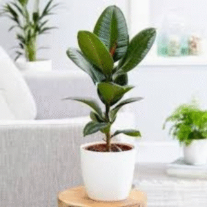 Rubber Plant (Ficus Elastica)