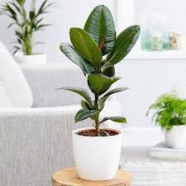 Rubber Plant (Ficus Elastica)