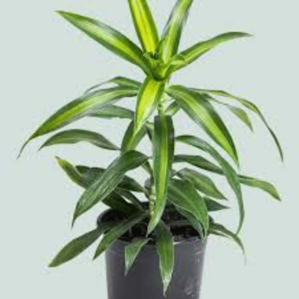 Song of Jamaica(Dracaena Reflexa) - Image 4
