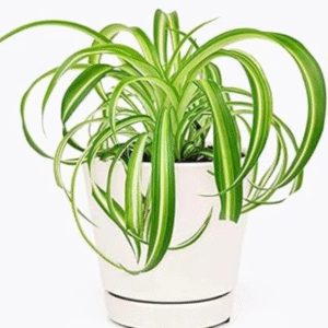 Spider Plant(Chlorophytum Comosum)