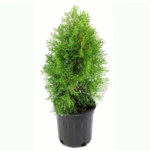 Thuja (Thuja Occidentalis)