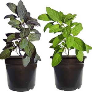 Tulshi(Both Shyam & Ram)