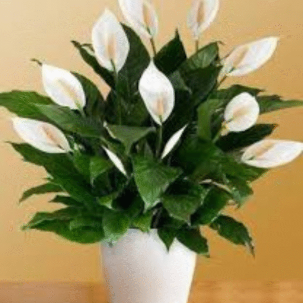 White Lily Plant (Lilium Candidum)