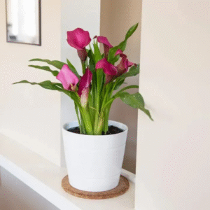Pink Lily (Lilium Spp.)